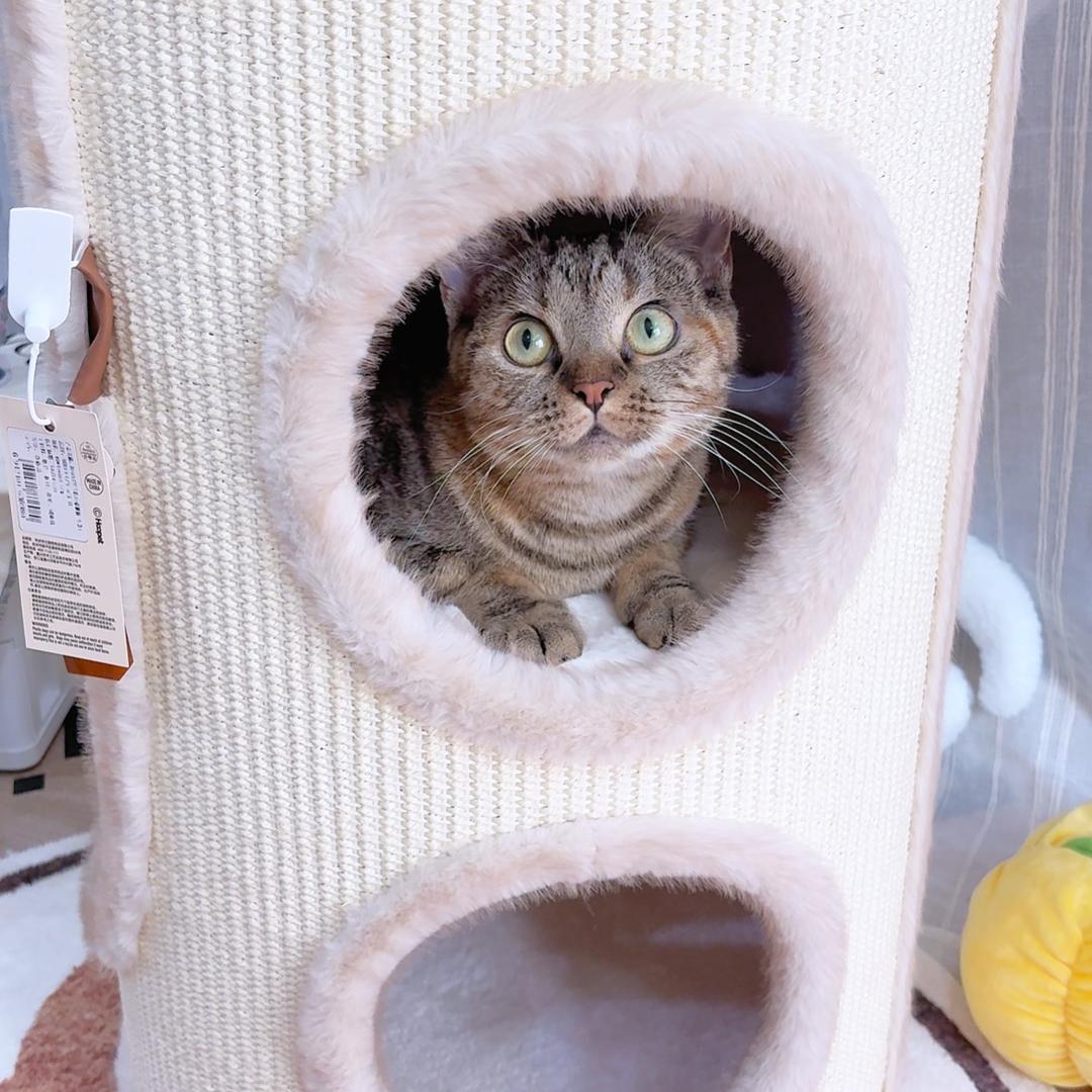 招财猫小卖部🔝🎁