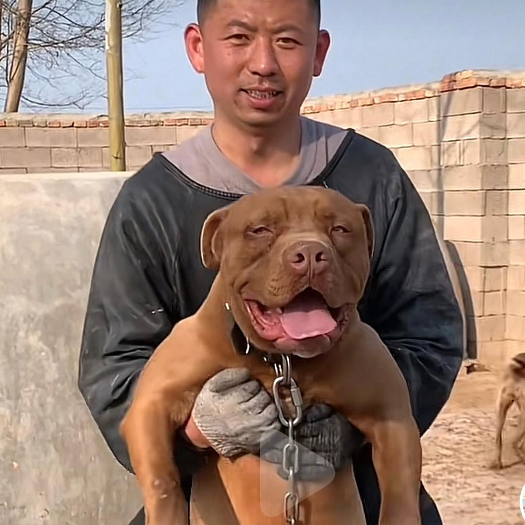 李哥（比特犬）