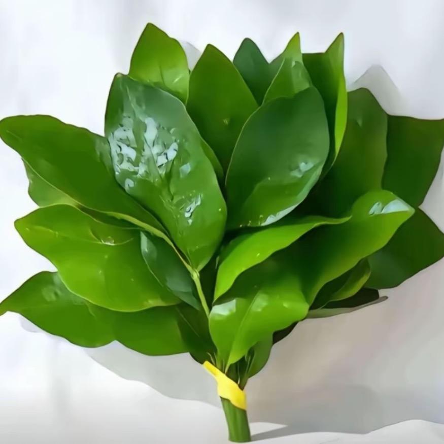 小 tt