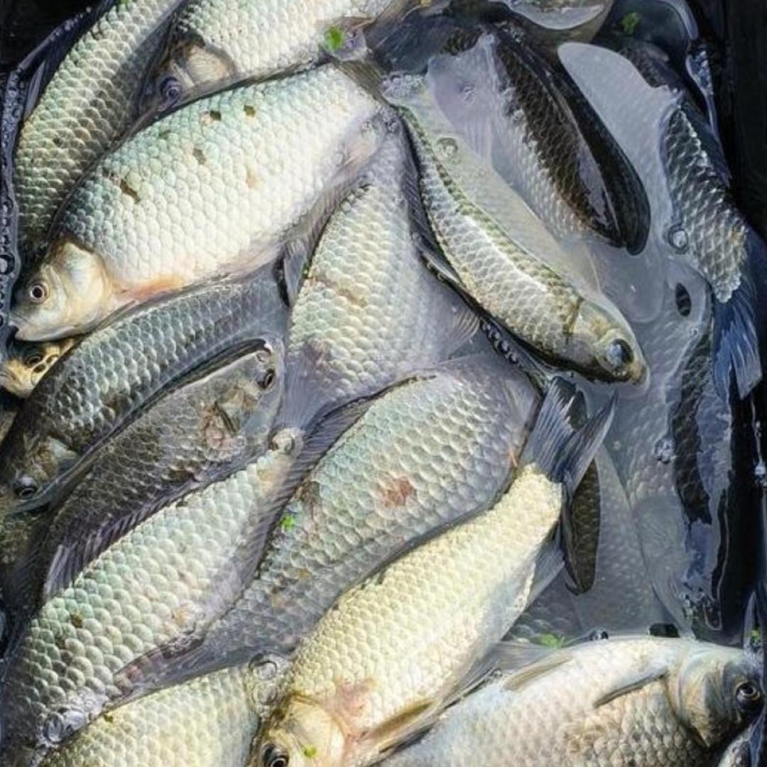 一杆定乾坤（黑弟）