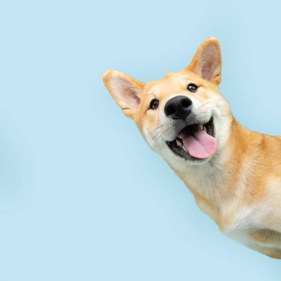 LUXEPAWS露可斯宠物健康零食