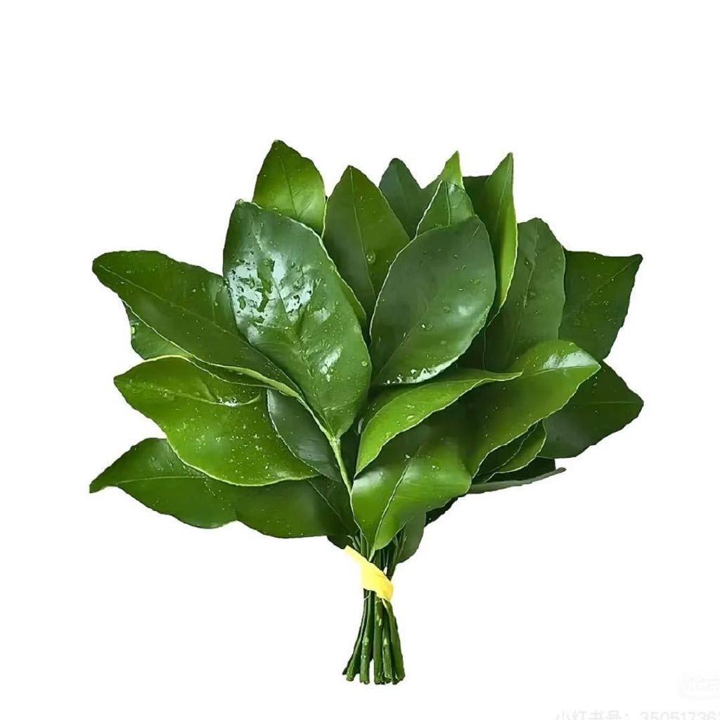 小诺崽崽