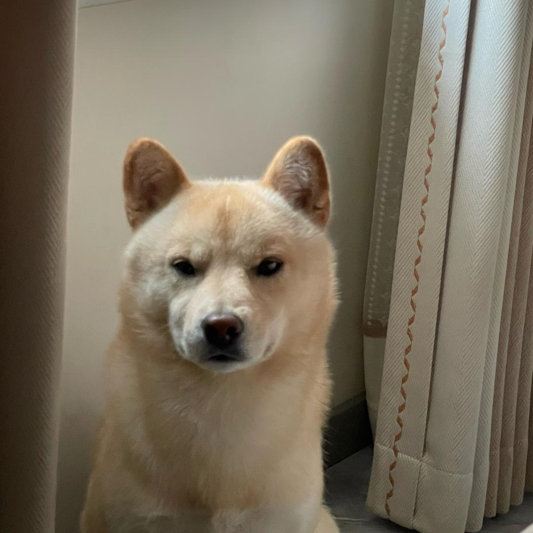 面包家宠物零食🥩