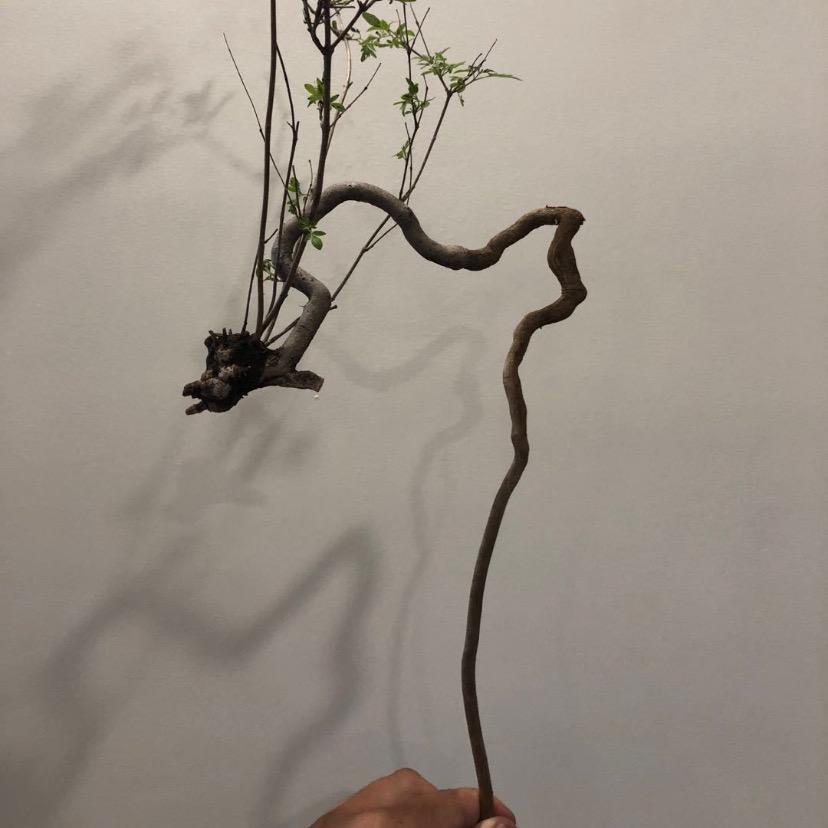 太行山黄荆小雪