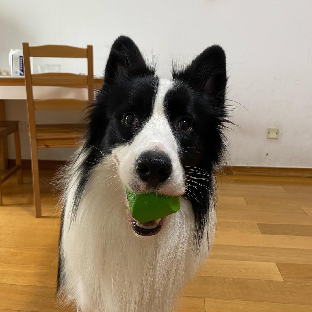 家里有边牧仙贝