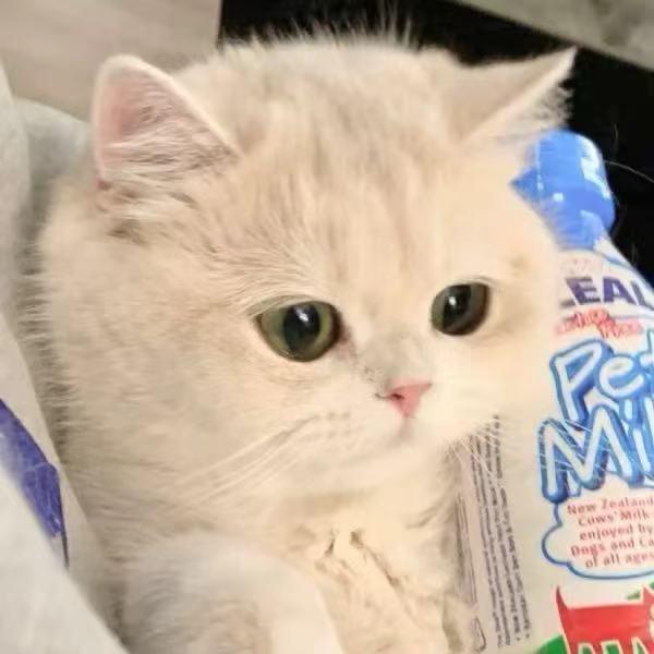 薛定谔的小花猫