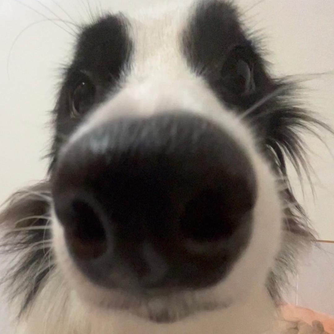 羊咩咩.
