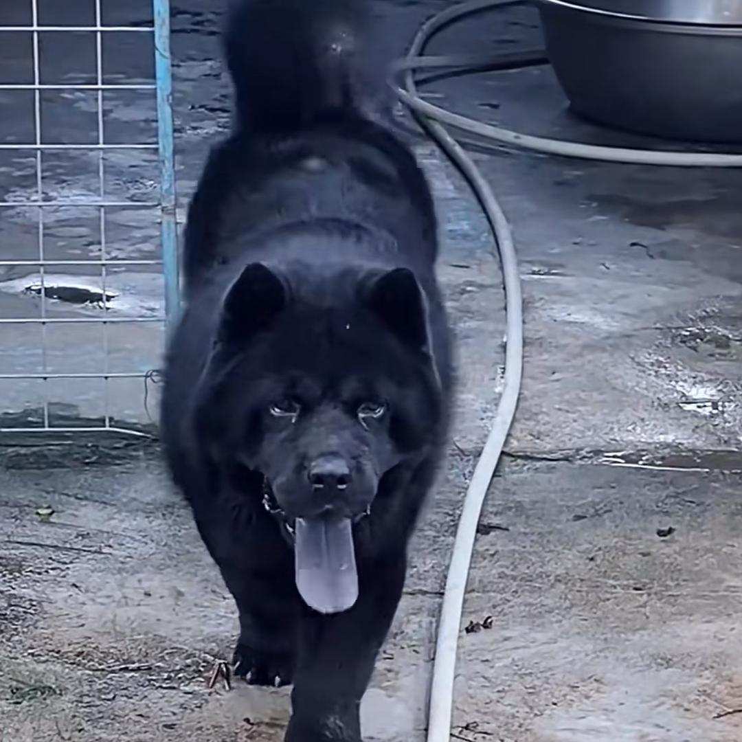 大圣寻好犬