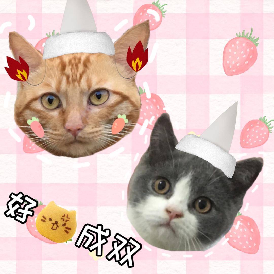 四只猪咪