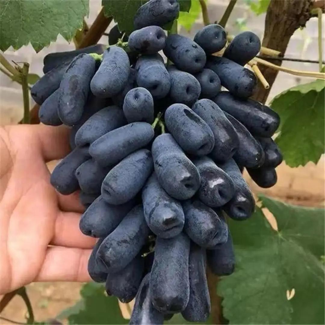优源绿植个体店