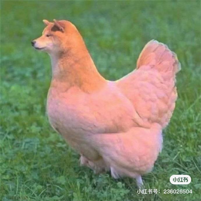 纯情蟑螂火辣辣