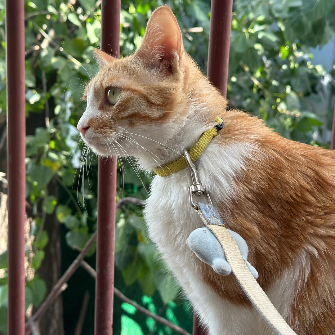 金毛是只猫
