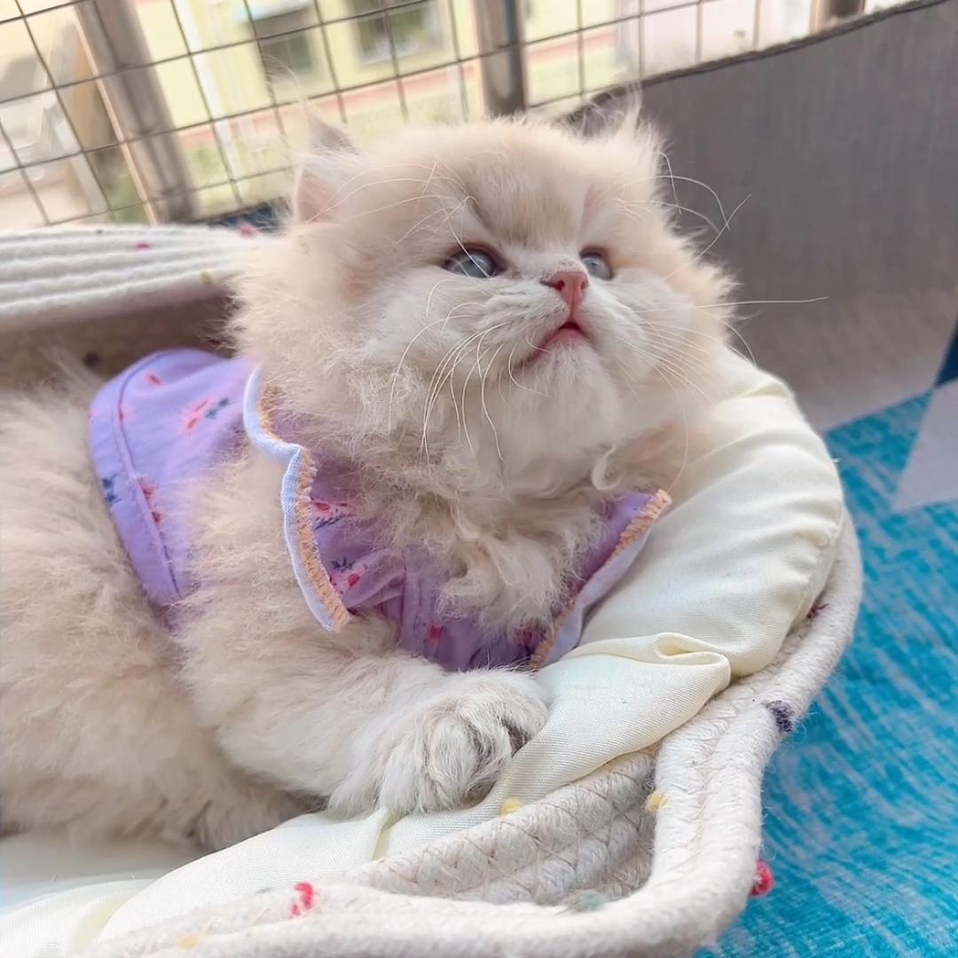 奶茶猫(家庭猫舍)