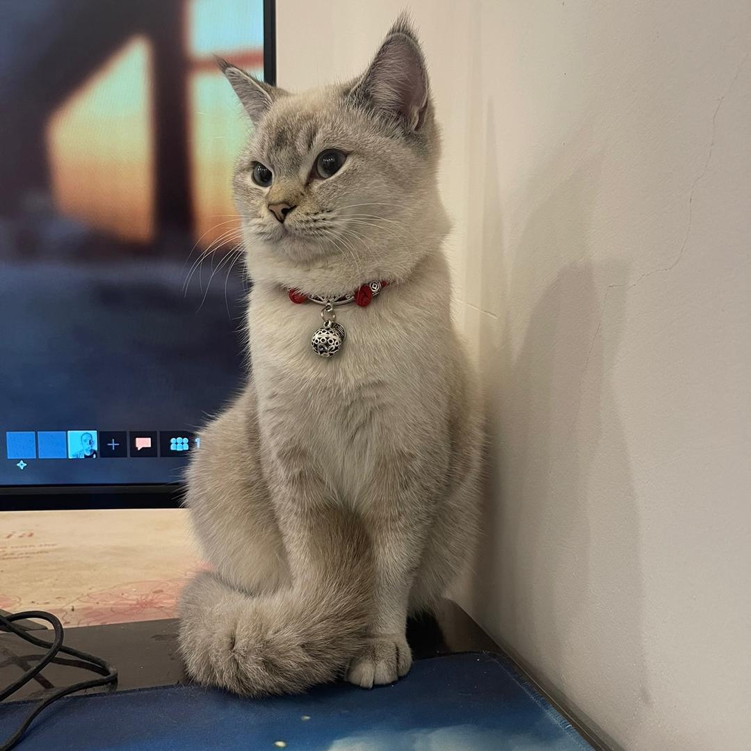 曙