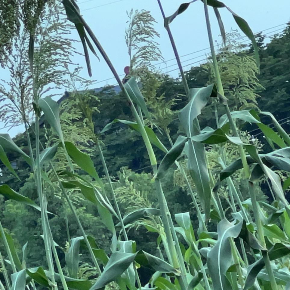 风雨过后的彩虹。