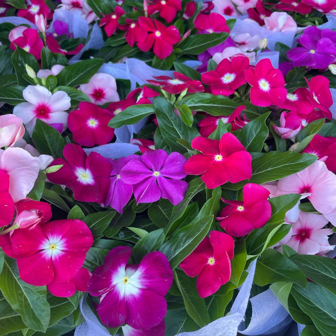 静雪花铺的头像