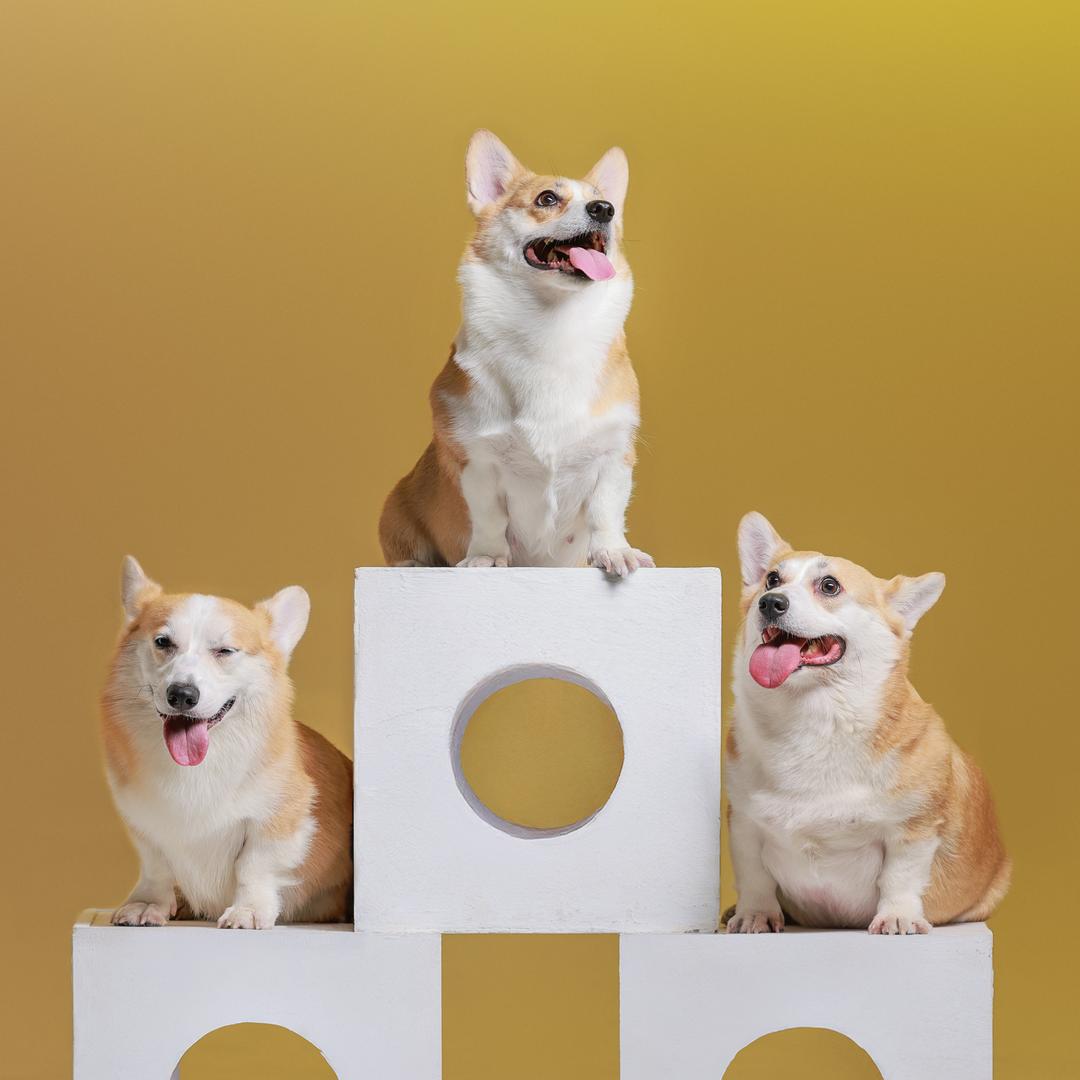 可乐乐乐