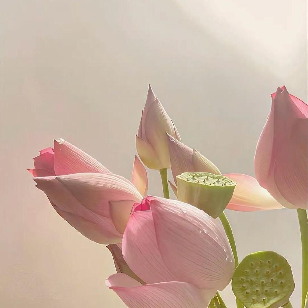 白桃乌龙🌟