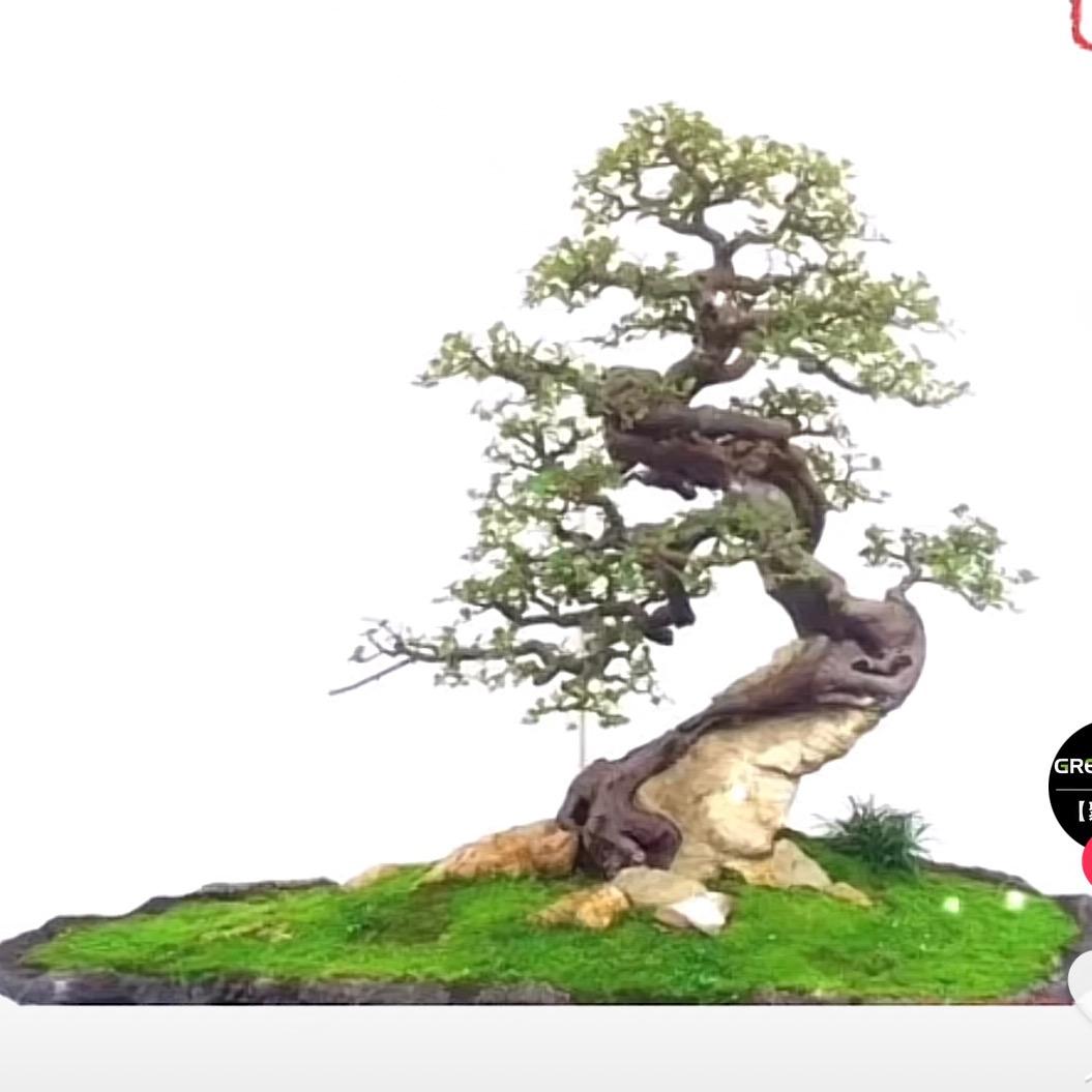清露盆景绿植园艺