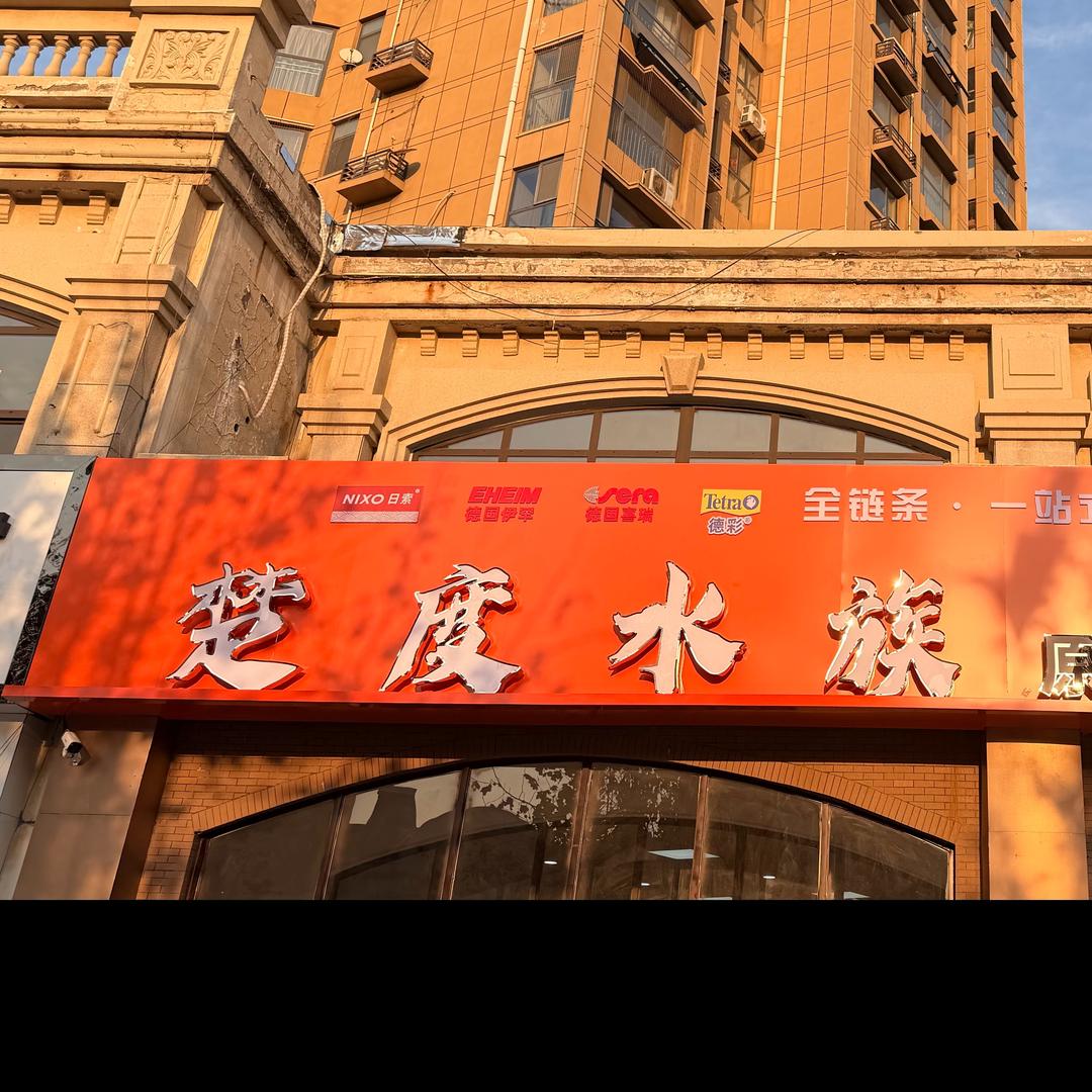 楚度•滕州野采局