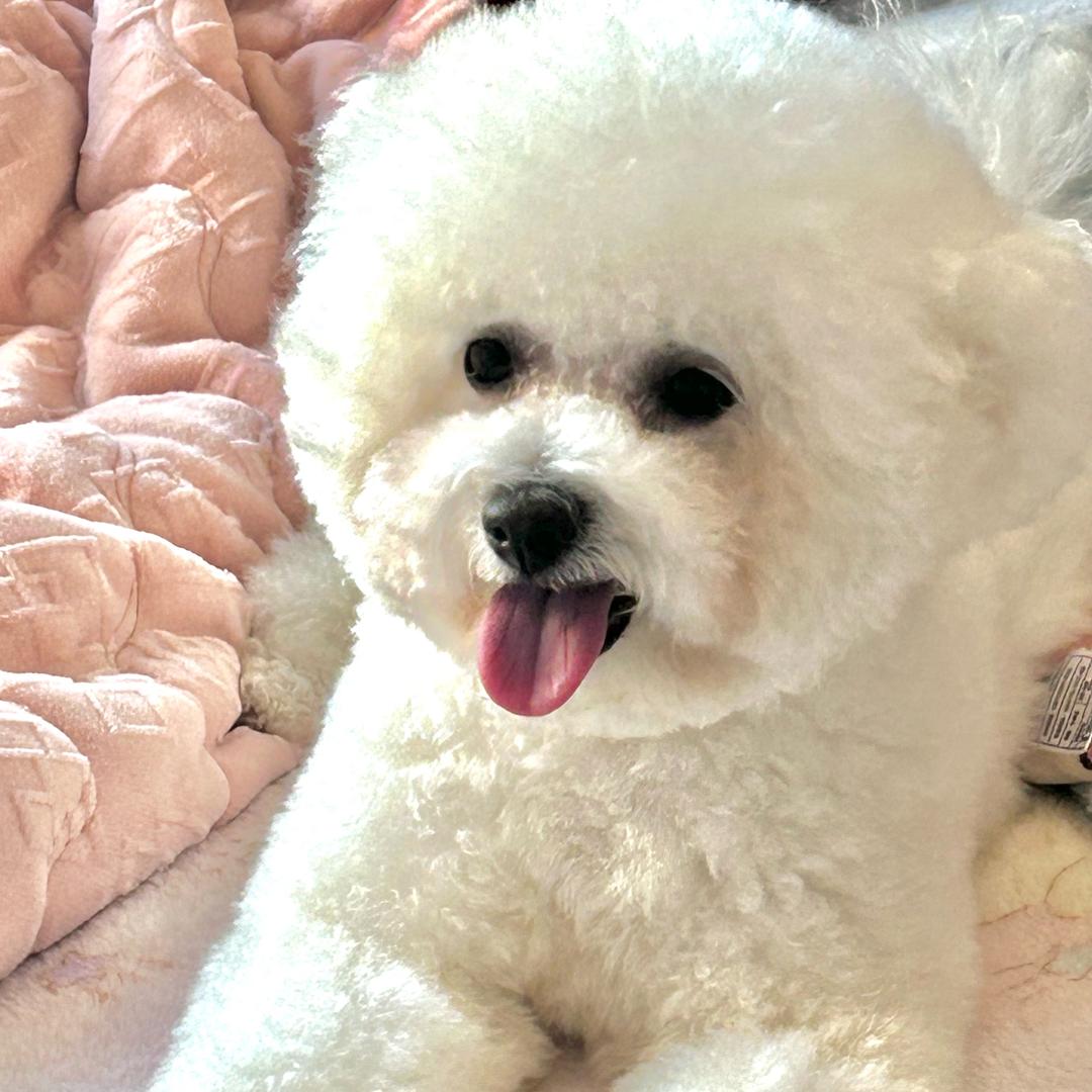 多多是只小比熊