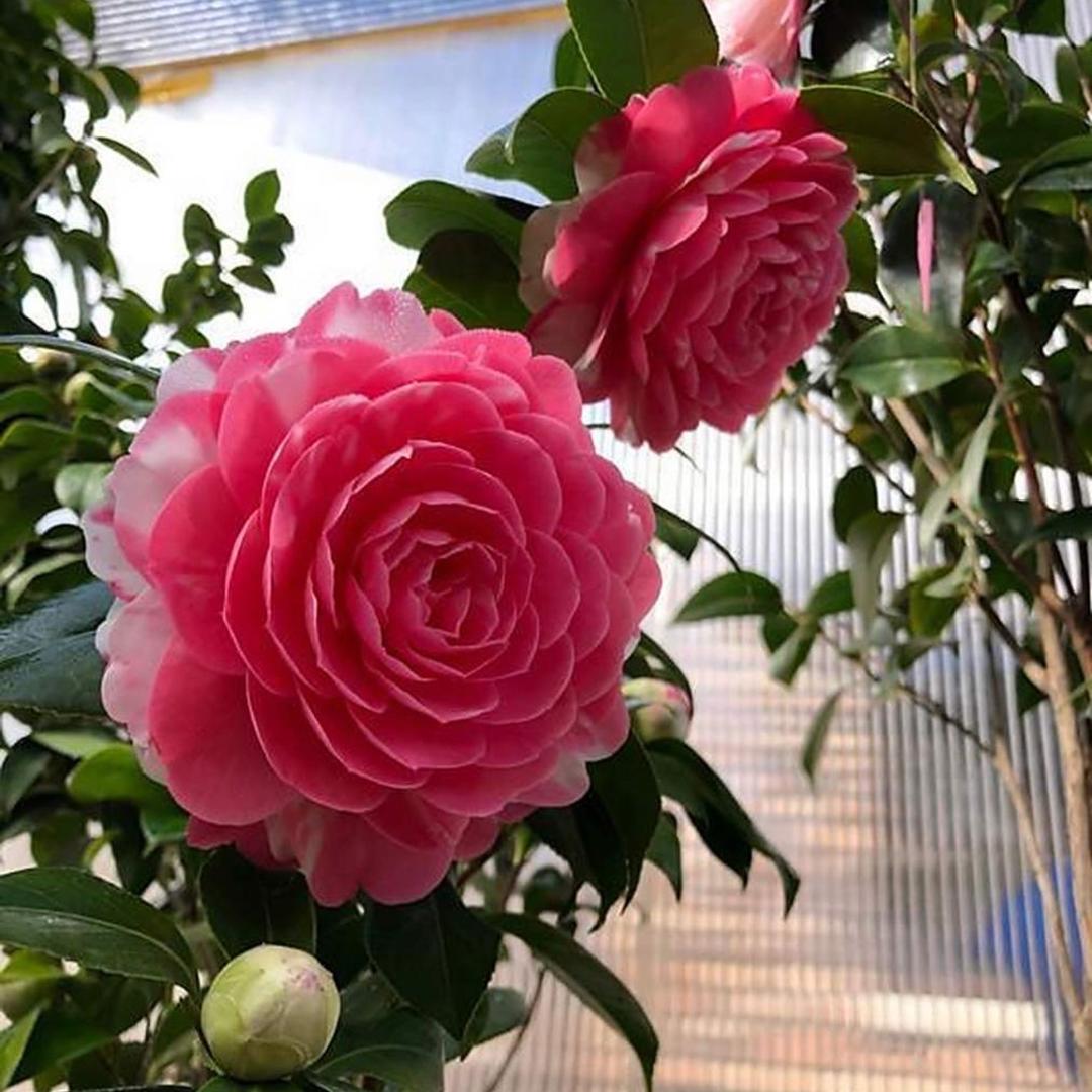 桂气盈庭园艺场