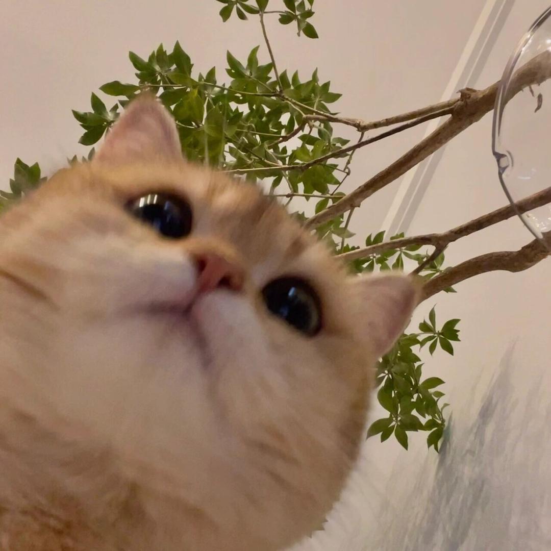 蜜桃丸子🍡