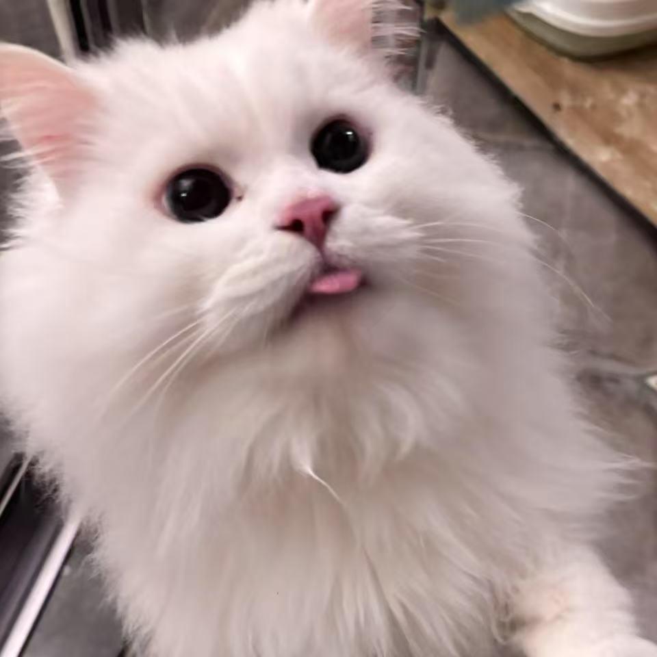 馒头片快点好不好哇