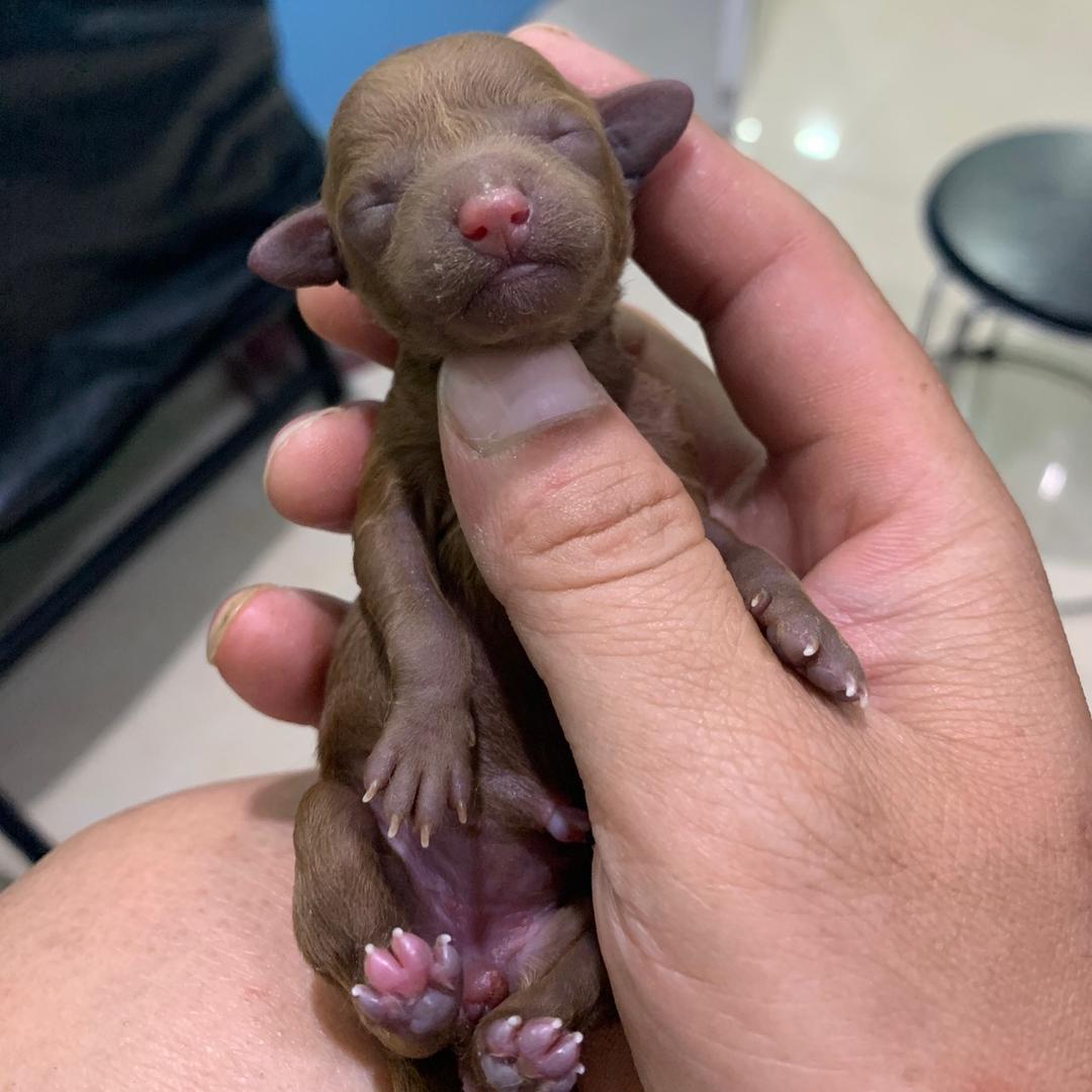 时尚犬业～小杨