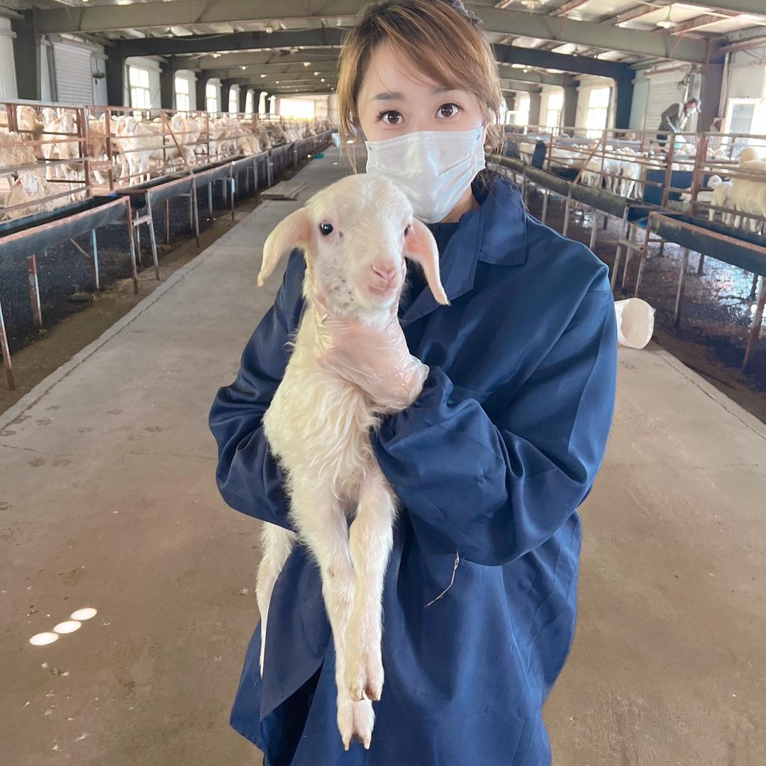 新羊牧叶羊小萌