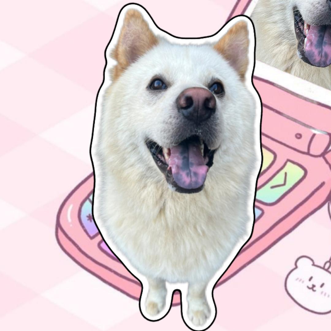 番薯是土松不是猪