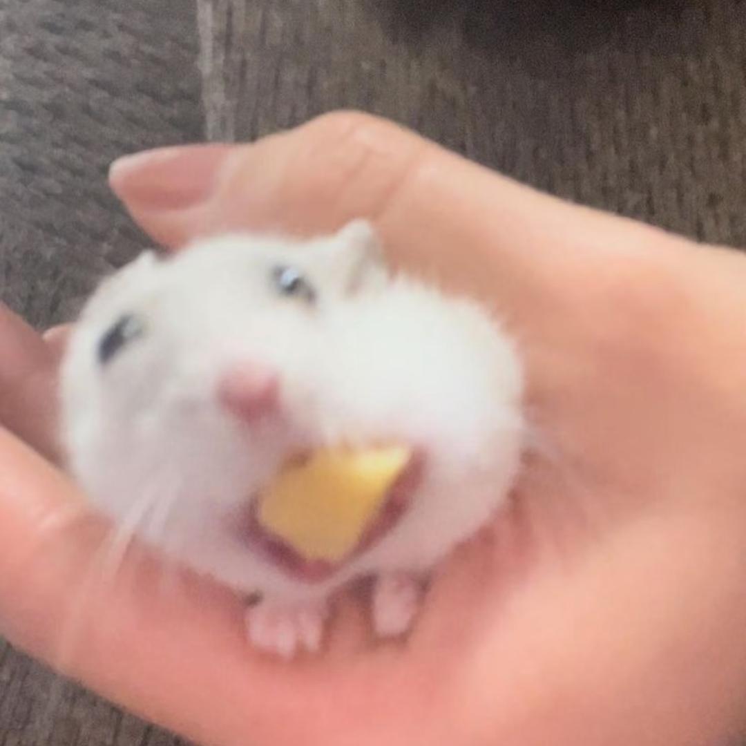 小河马（三角洲）