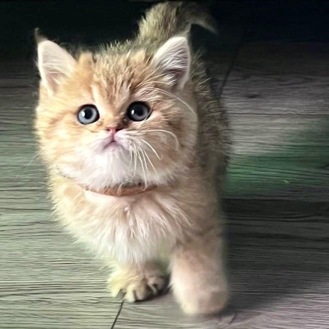 巴巴布噜卜胖虎胖虎