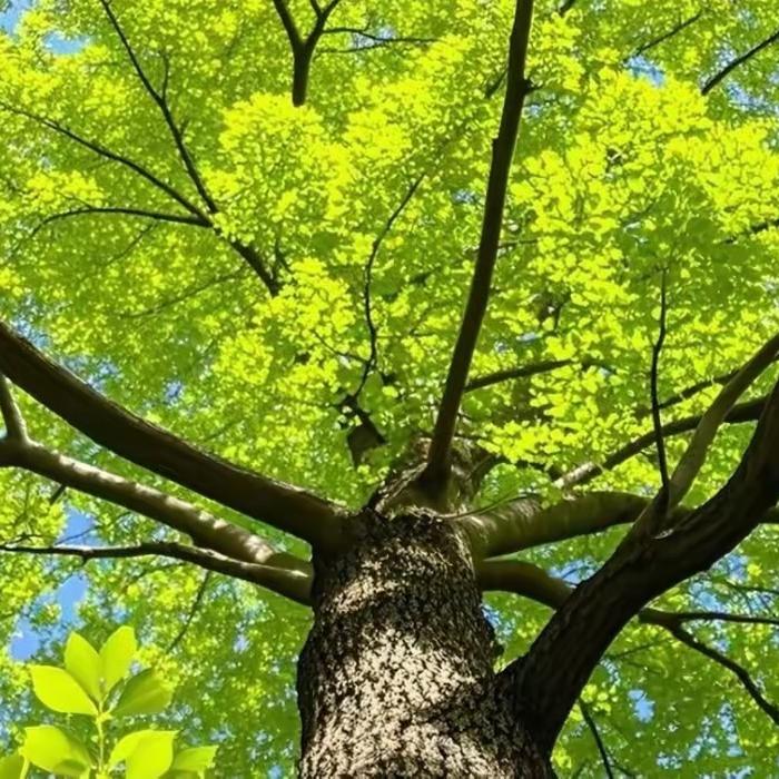 浪里个浪（林瑶姐姐）