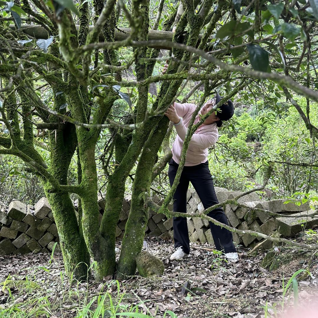 乌岽凰. 凤凰单丛