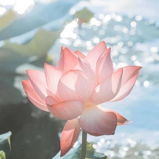 芙芙好物优选