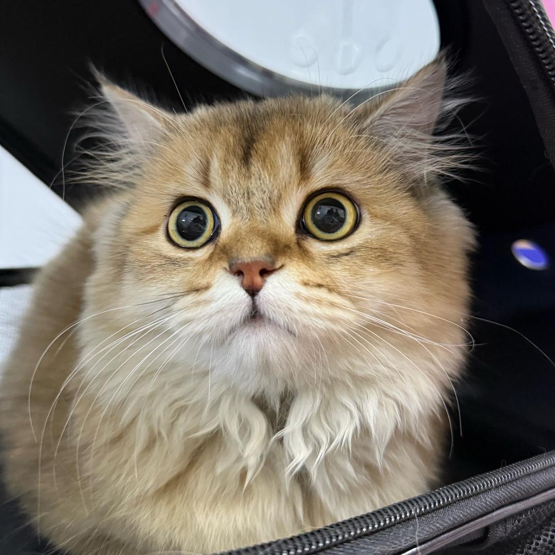 小帆（三角洲行动）