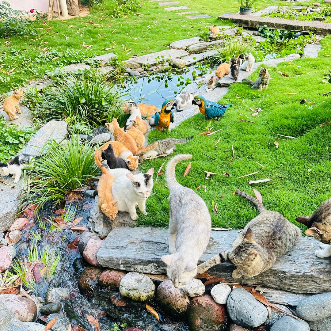猫猫不流浪