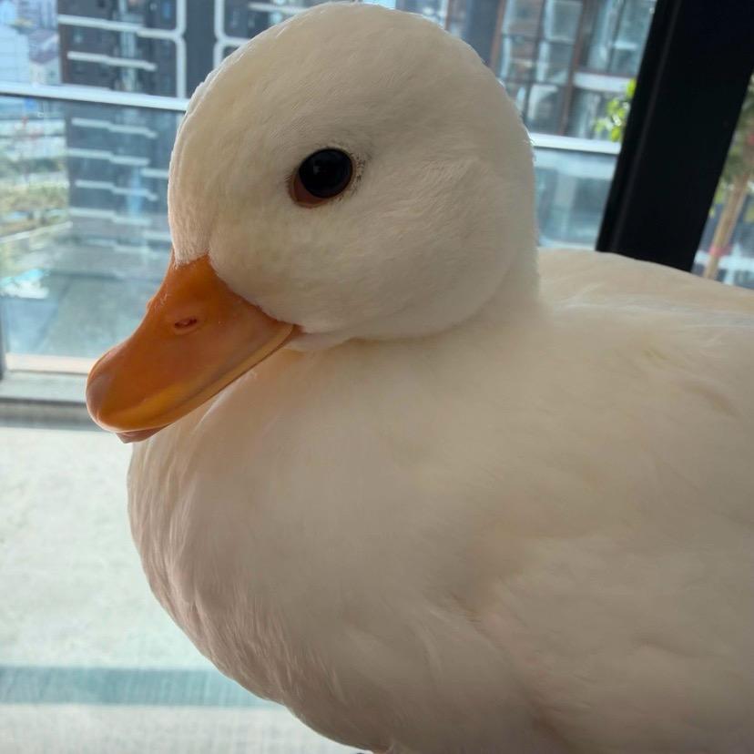 🌈糖炒栗子🌰