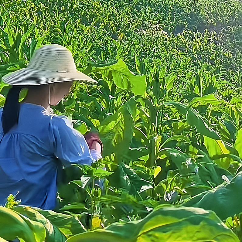 烤烟指导刘老师