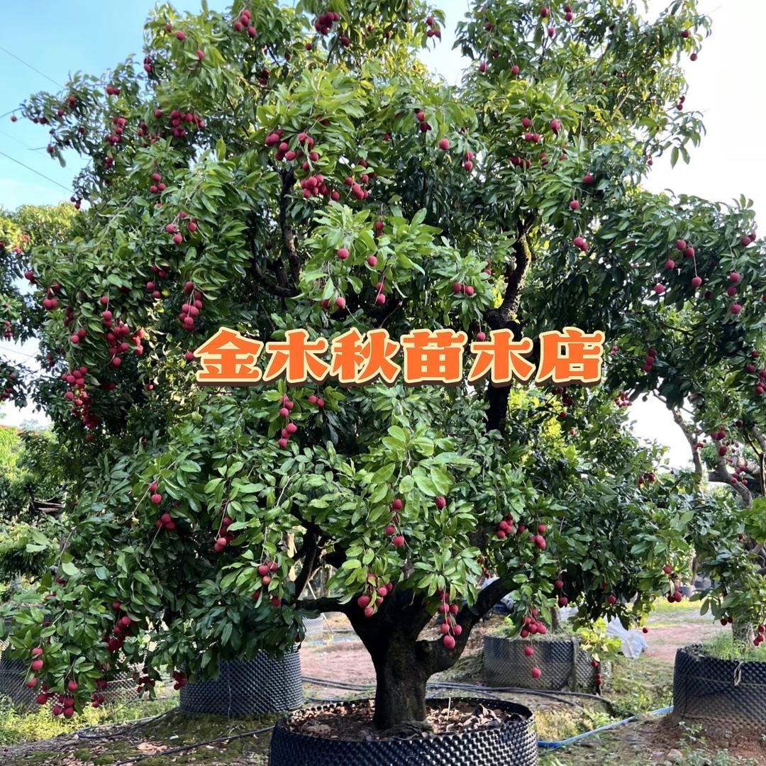 金木秋秋苗木店