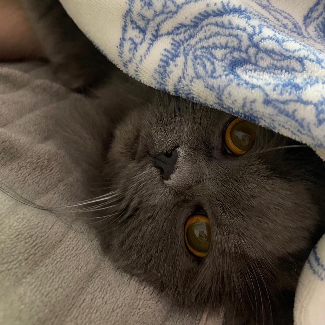 朗声一姐