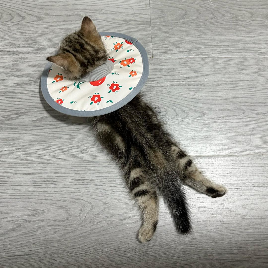 不吃鼻屎