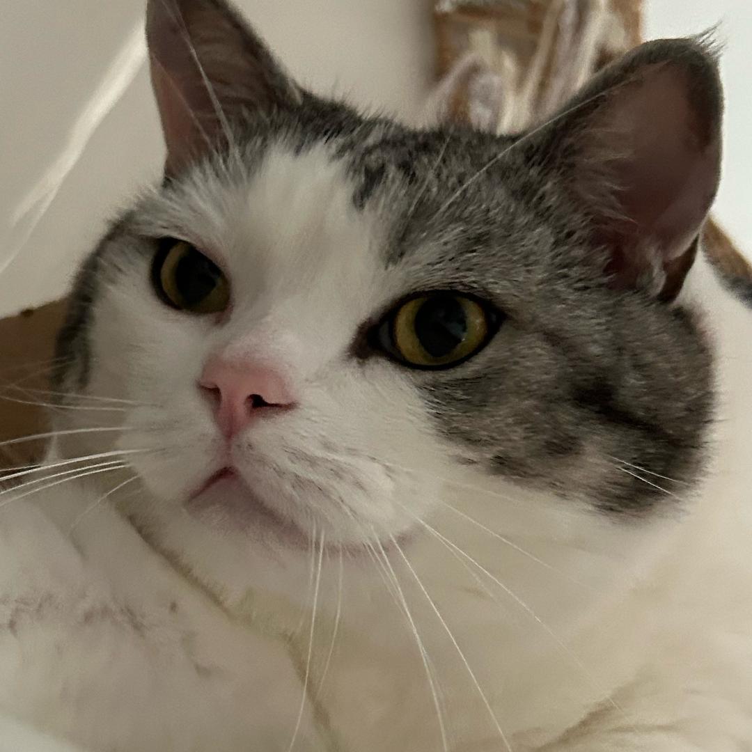 猪猪侠🐽