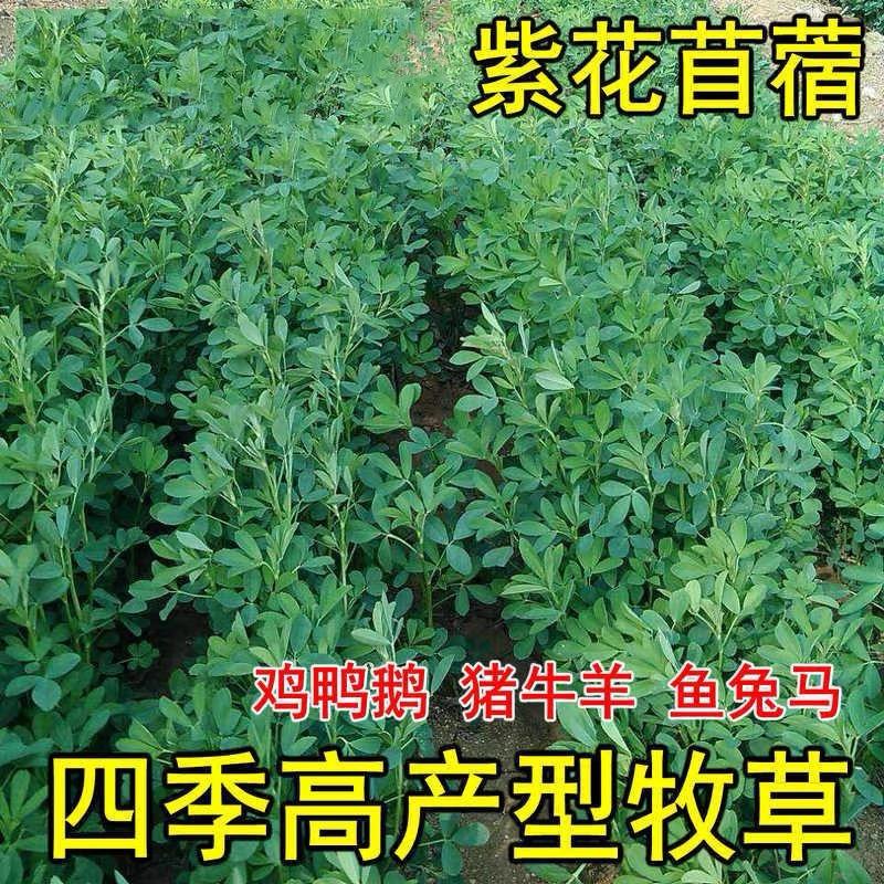 嘉诚种业个体店