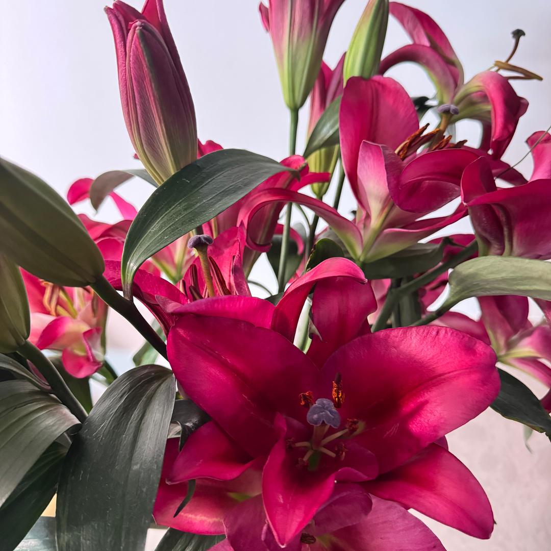花开且富贵