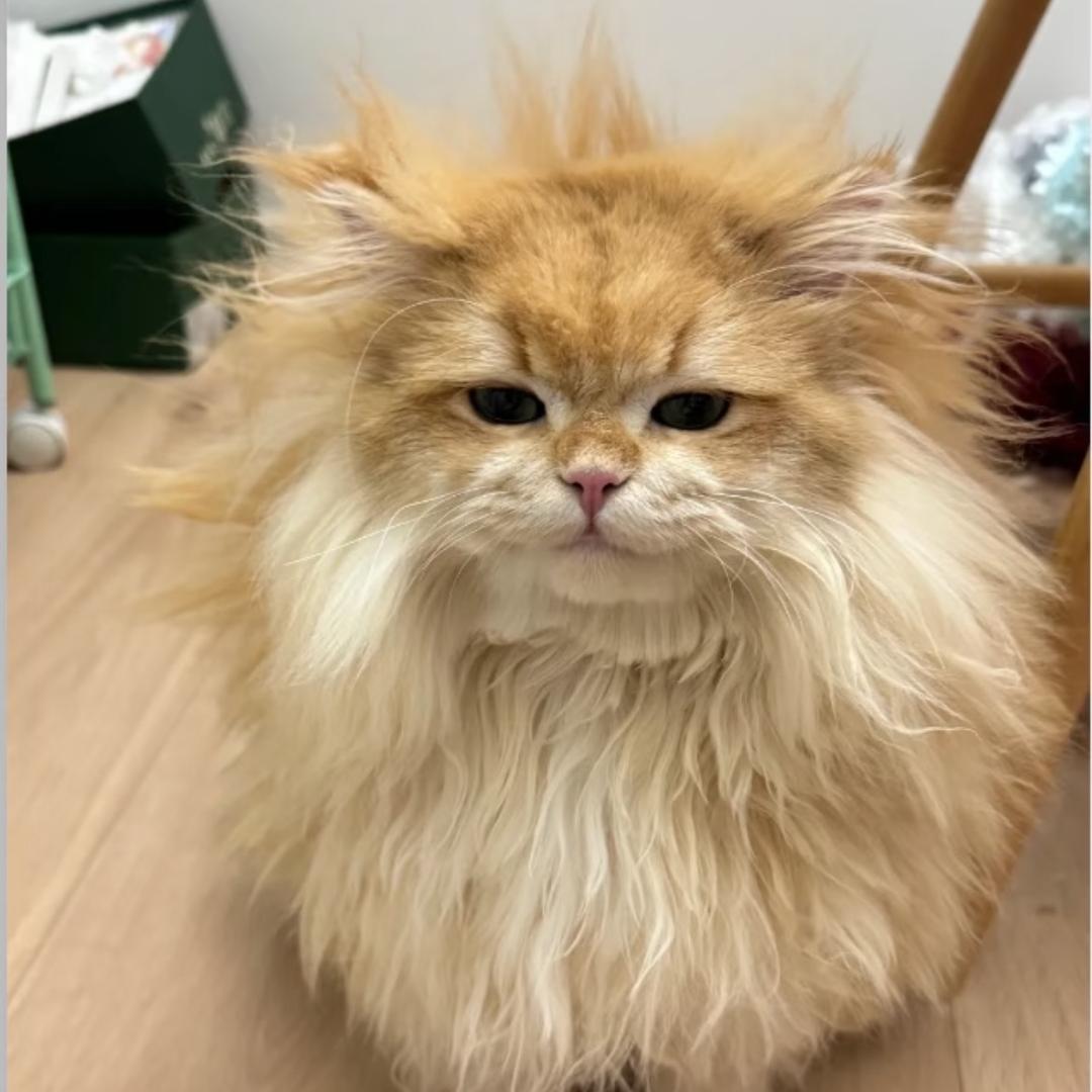 猪星星