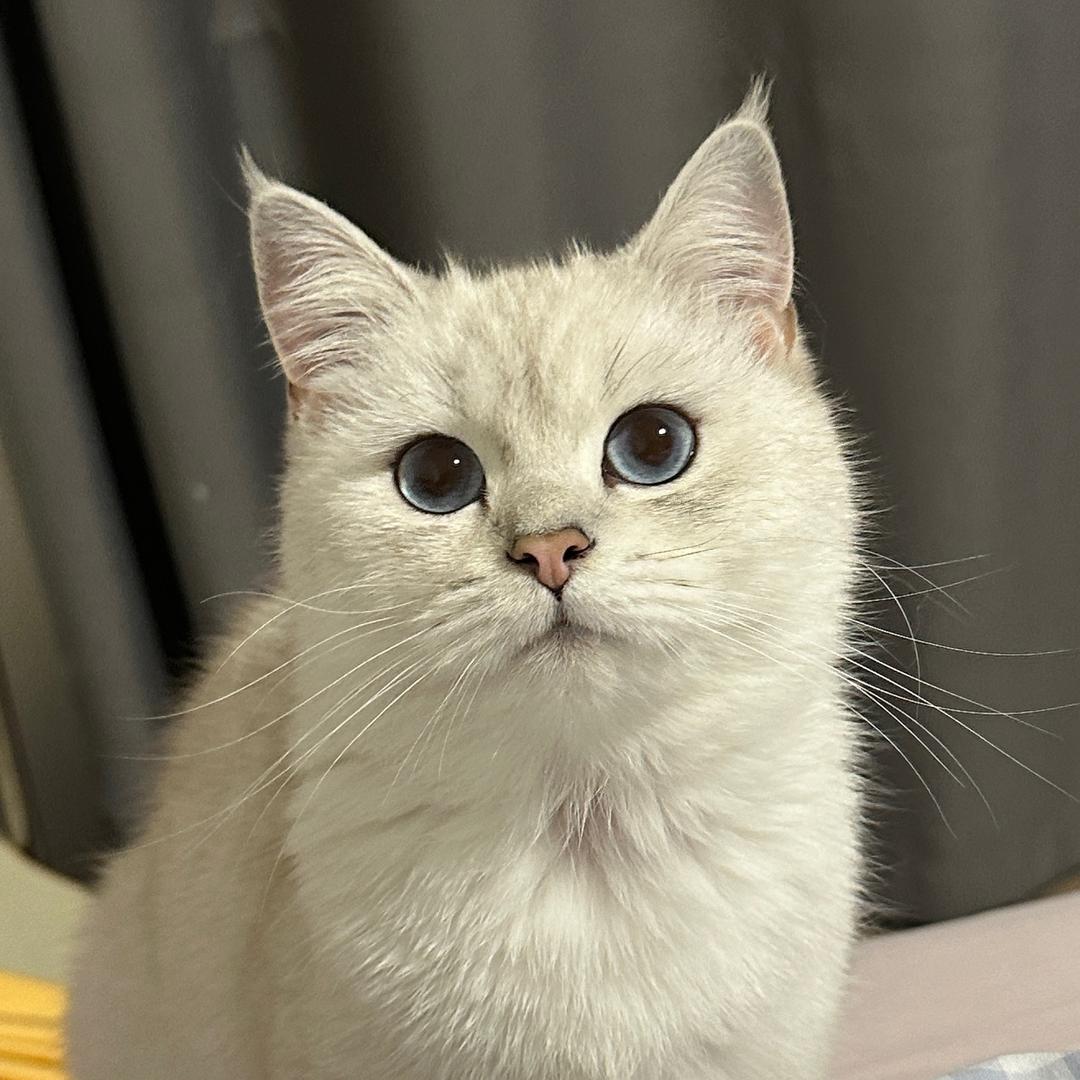 雪饼不开心和可乐没头脑