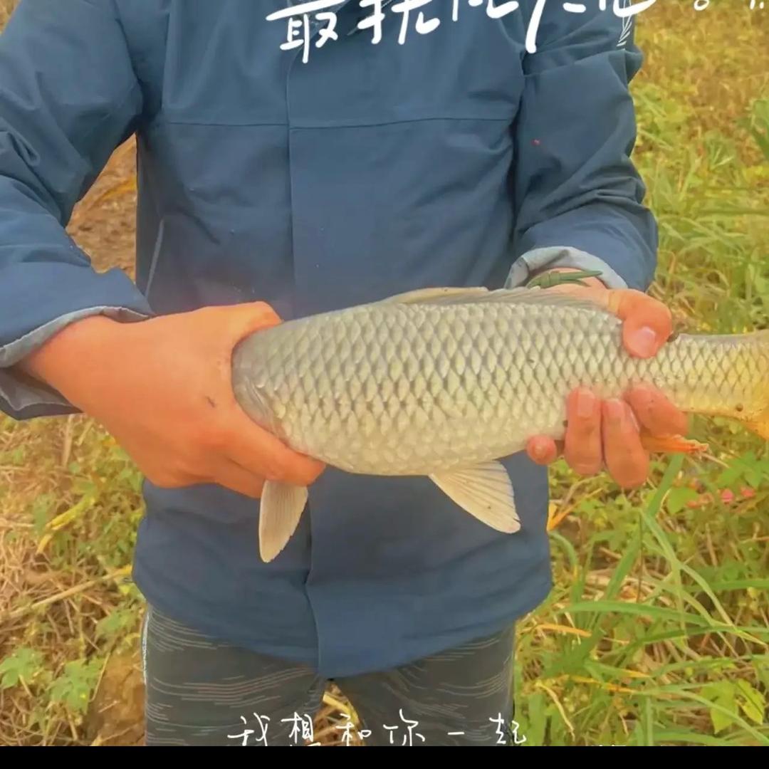 淡定哥钓不到鱼🎣