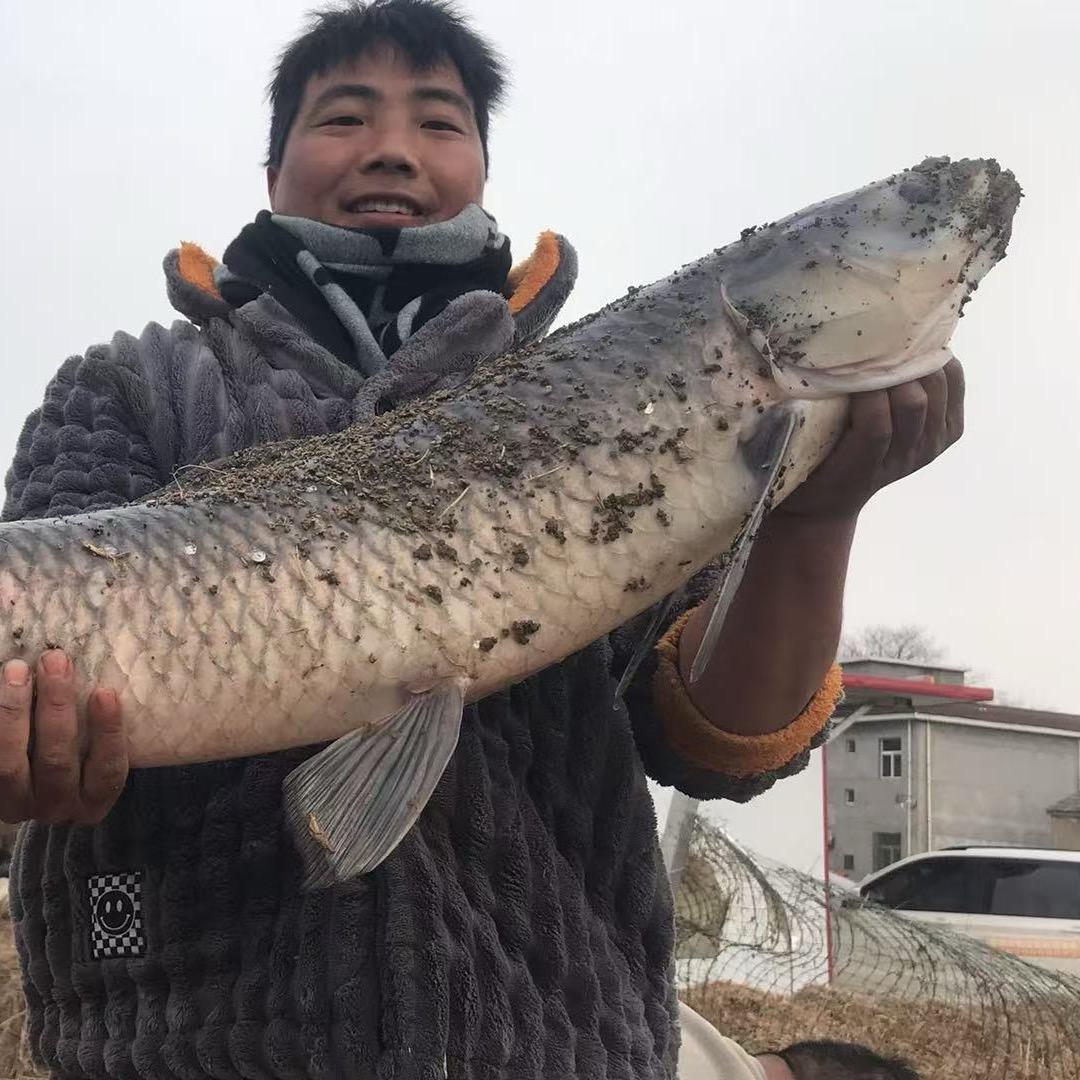 鱼儿飞